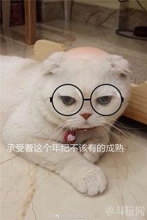 刘二豆与娱乐吃瓜君,揭秘娱乐圈背后的故事